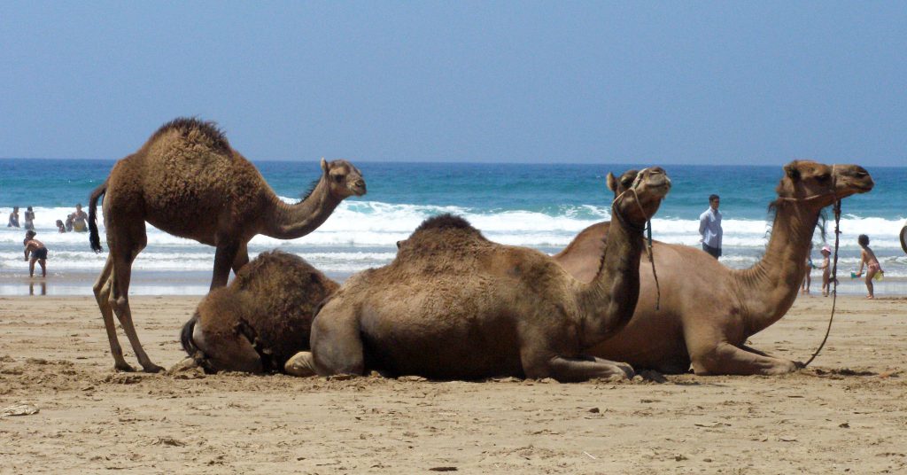 Camellos en la playa de Asilah