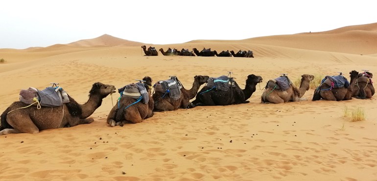 Viaje al Sahara. Fin de año